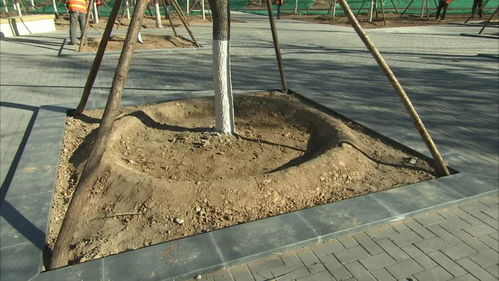 砂石坑变身城市绿肺 生态修复引领海绵城市新样本